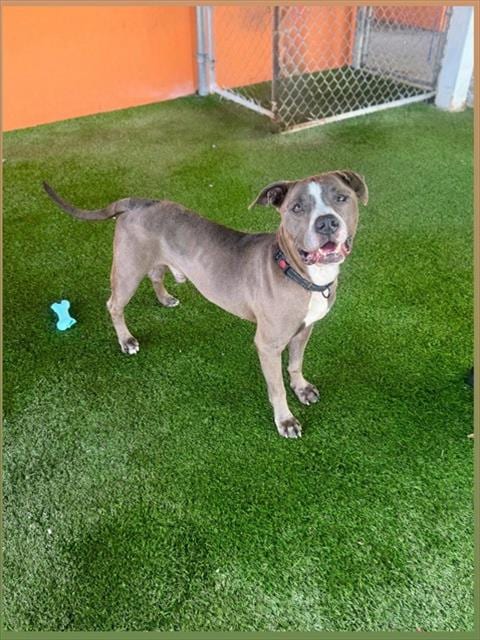 Photo of Mack, adoptable American Bulldog in Miami, Florida