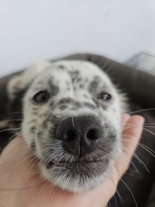 Photo of Luna, adoptable Cocker Spaniel in Virginia Beach, Virginia