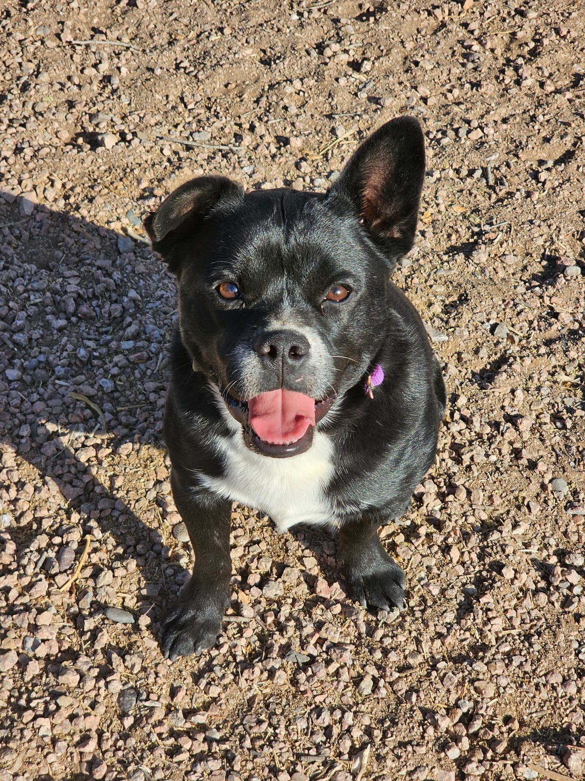 Photo of Roscoe, adoptable Australian Cattle Dog / French Bulldog in Maricopa, Arizona