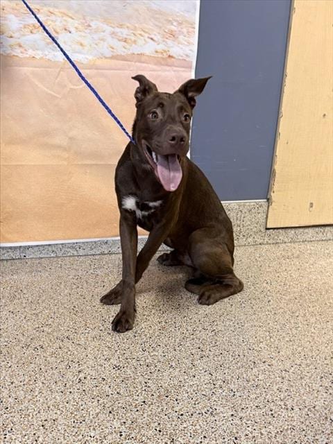 Photo of Gucci, adoptable Terrier in Miami, Florida