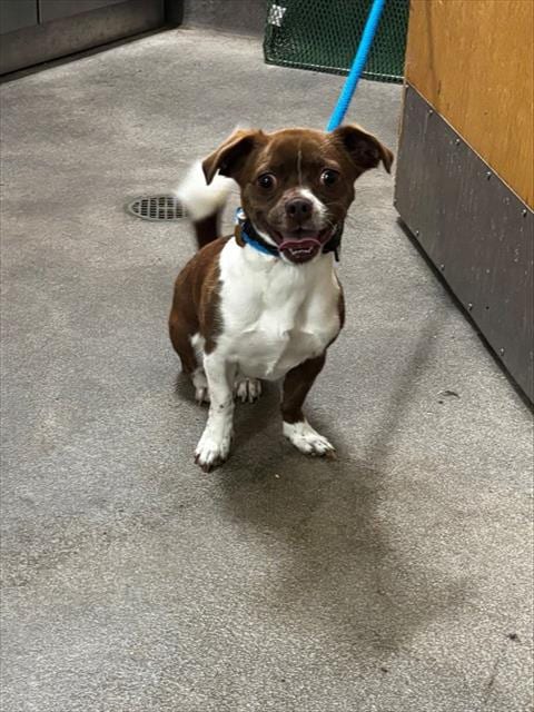 Photo of Cleo, adoptable Chihuahua in Forestville, Maryland
