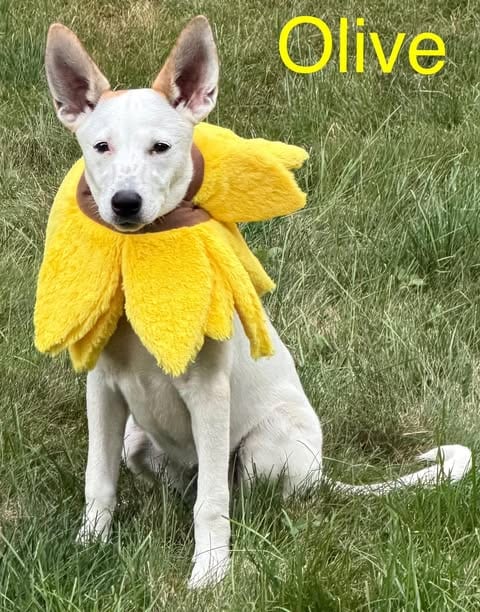 Photo of Olive, adoptable Terrier in LEBANON, Connecticut