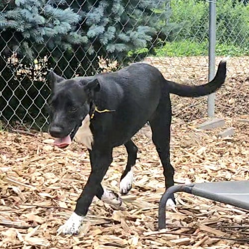 Photo of Tippy, adoptable Black Labrador Retriever in Bloomingdale, New Jersey