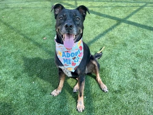 Photo of Stella, adoptable Staffordshire Bull Terrier in Los Angeles, California