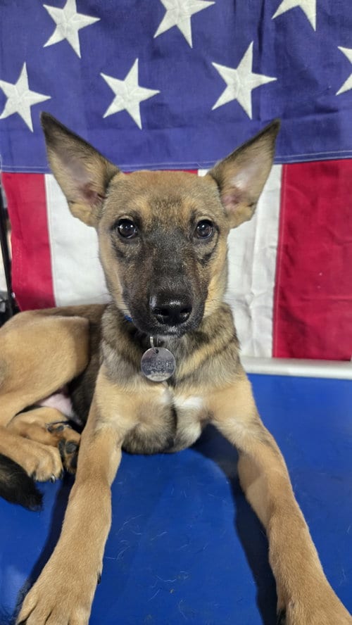 Photo of Thor 6582, adoptable German Shepherd Dog in Centreville, Virginia