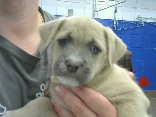 Photo of Toe, adoptable American Pit Bull Terrier in Albuquerque, New Mexico