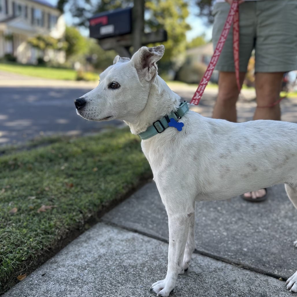 Photo of Millie, adoptable Retriever, Yellow Labrador / Cattle Dog in Potomac, Maryland