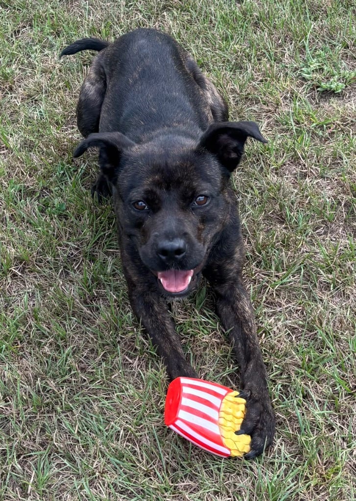 Photo of Rue, adoptable Mixed Breed in Ocala, Florida