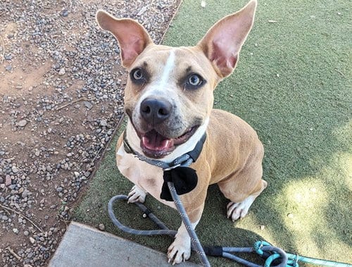 Photo of Kora, adoptable American Pit Bull Terrier in Phoenix, Arizona