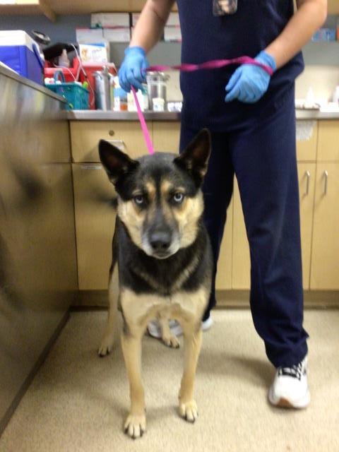 Photo of Weston, adoptable German Shepherd Dog in Riverside, California
