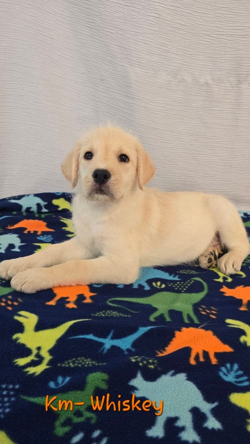 Photo of KM Whiskey, adoptable Labrador Retriever in Warrenton, Missouri