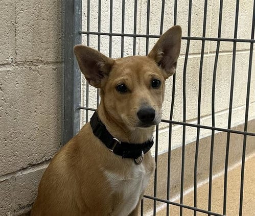 Photo of Amber, adoptable Chihuahua in Martinez, California