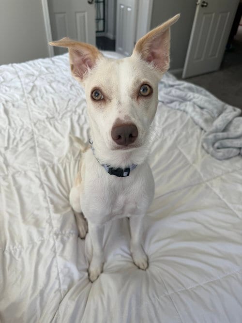 Photo of Maureen, adoptable Terrier in Springdale, Pennsylvania