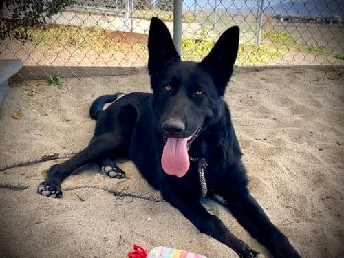 Photo of Bruce, adoptable German Shepherd Dog in Salinas, California