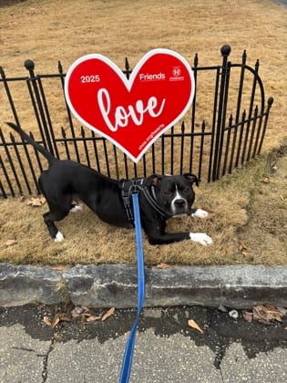 Photo of Bulk Master, adoptable dog in Chamblee, Georgia
