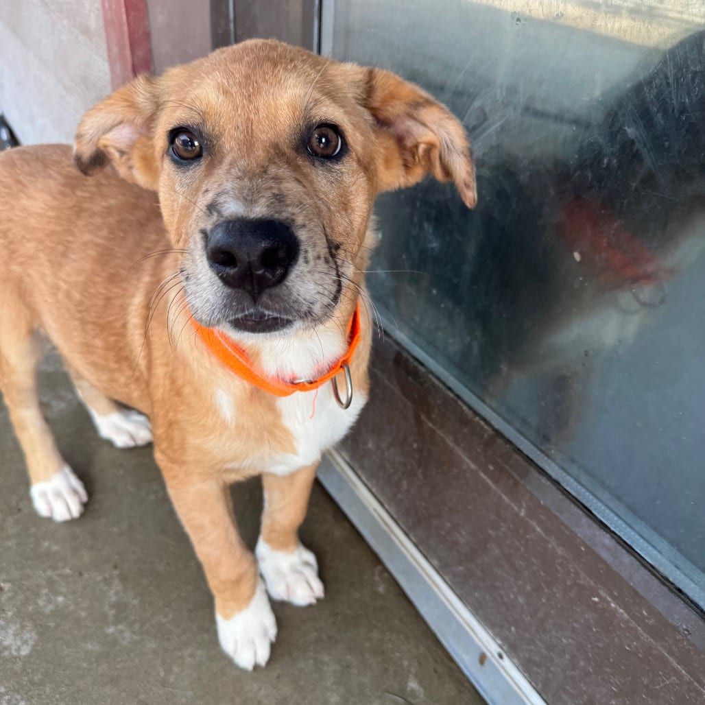 Photo of Wyatt, adoptable Mixed Breed (Large) / Mixed Breed (Large) in Monticello, Iowa