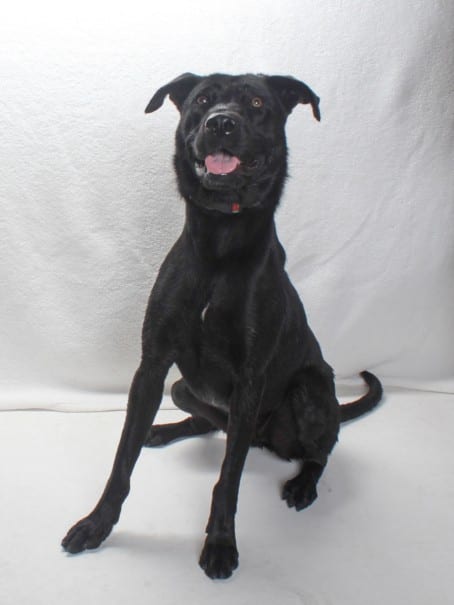 Photo of Petunia, adoptable Labrador Retriever mix