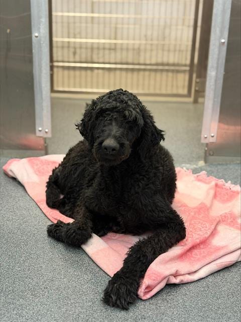 Photo of Spidey, adoptable Poodle (Standard) in Dallas, Texas