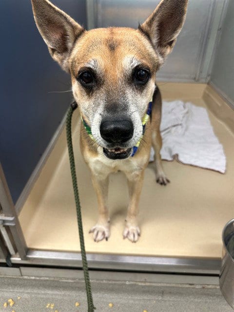 Photo of Larry, adoptable German Shepherd Dog in Miami, Florida