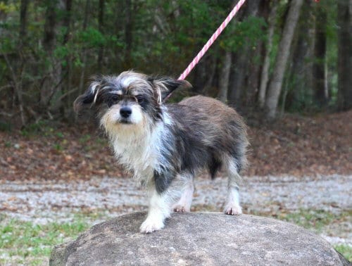 Photo of Sindee, adoptable Shih Tzu in Willingboro, New Jersey