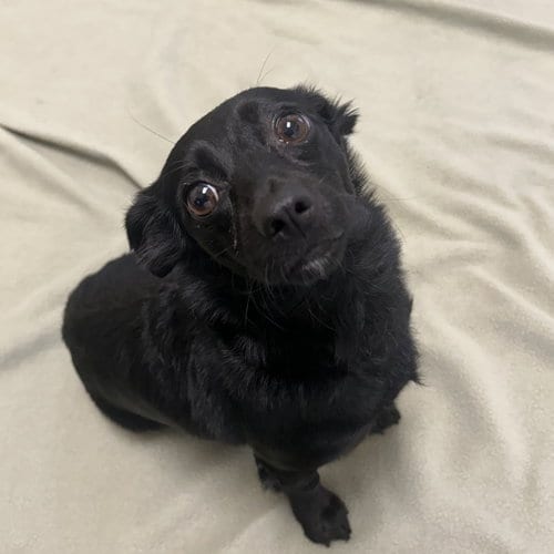 Photo of Sky, adoptable Chihuahua in Burlingame, California