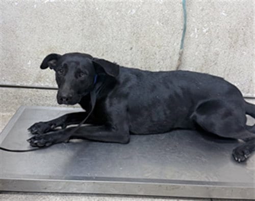Photo of Lalo, adoptable Labrador Retriever in Riverside, California