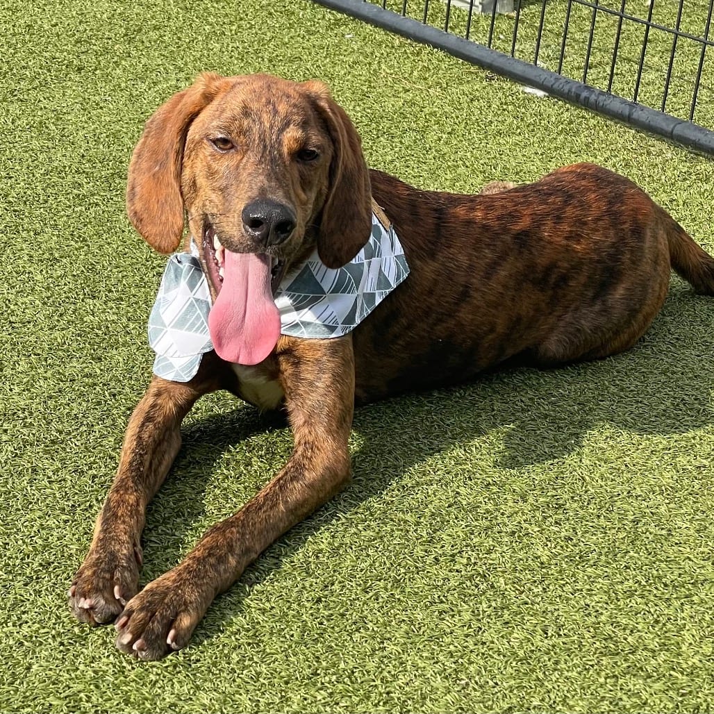 Photo of Preston, adoptable Hound in Jacksonville, North Carolina
