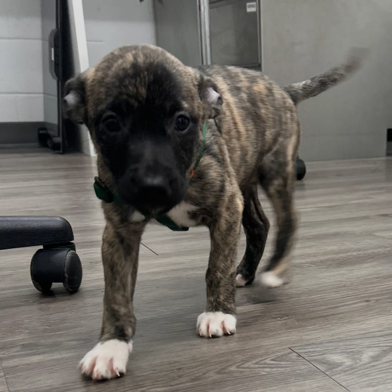Photo of Sadie, adoptable Cattle Dog in Fairfax Station, Virginia