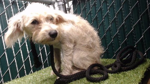 Photo of Patty, adoptable Terrier in Downey, California