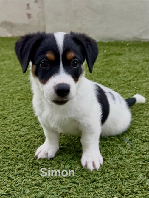 Photo of Simon, adoptable Jack Russell Terrier in Cave Creek, Arizona