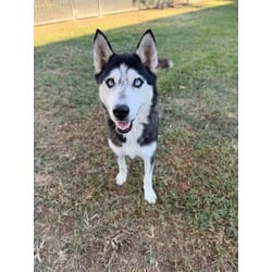 Photo of Sierra Mist, adoptable Husky in Jurupa Valley, California