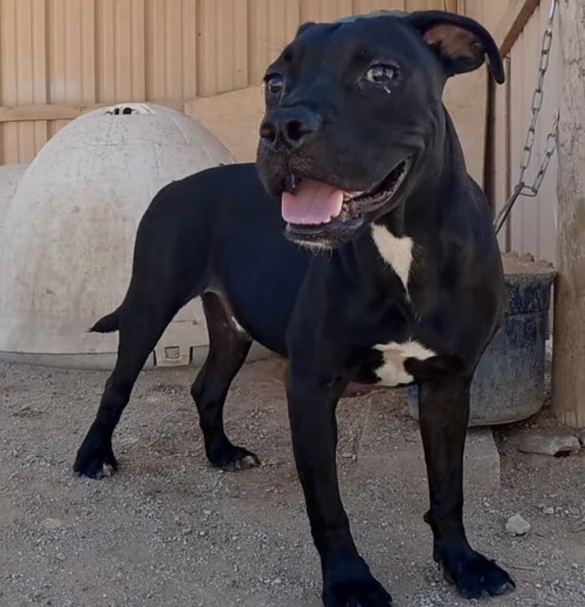 Photo of Jack, adoptable Boxer American Staffordshire Terrier in San Tan Valley, Arizona