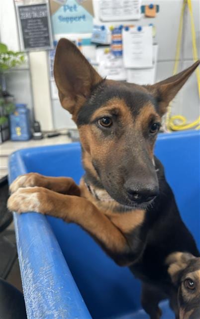 Photo of Rusty, adoptable Mixed Breed