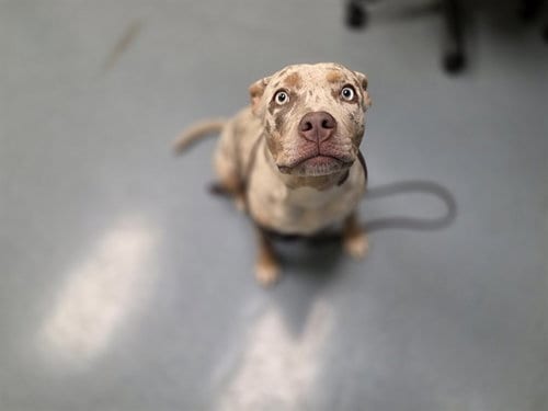 Photo of Kashmere, adoptable Pit Bull Terrier in Denver, Colorado