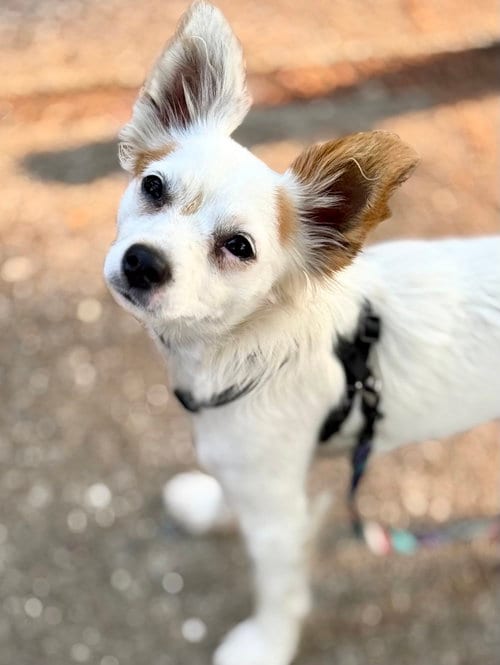 Photo of Clover, adoptable Chihuahua in Bellevue, Washington