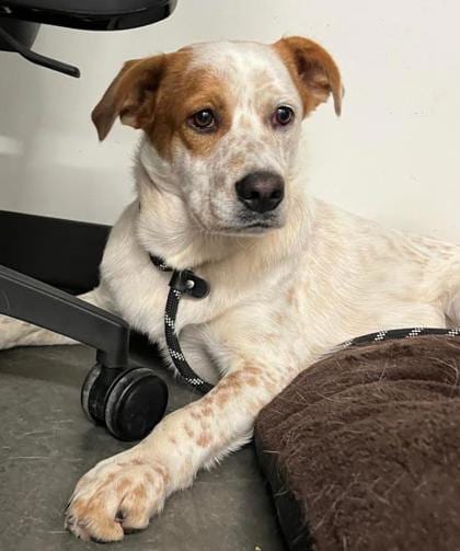 Photo of Bingo From Bluey, adoptable dog in Atlanta, Georgia