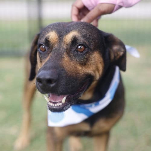 Photo of Elvis, adoptable Rottweiler in San Antonio, Texas