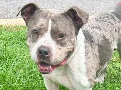 Photo of A-Train Jacob HW+, adoptable Mixed Breed, Medium (up to 44 lbs fully grown)/Terrier, American Pit Bull in Georgetown, Texas