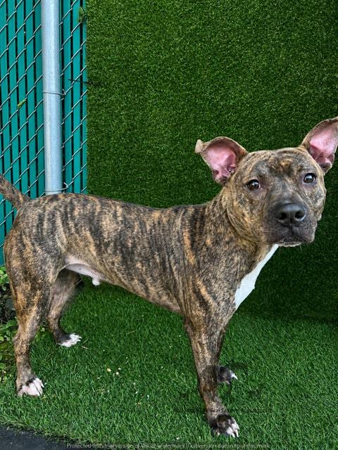 Photo of Vegas, adoptable Staff Terrier A in Chicago Ridge, Illinois