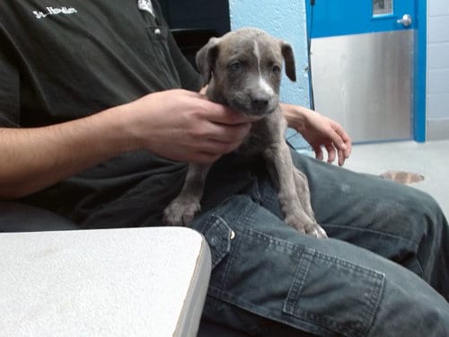 Photo of Ribbon, adoptable Australian Cattle Dog/Blue Heeler in Albuquerque, New Mexico