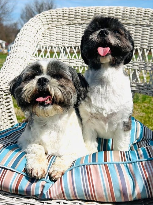 Photo of Callie & Molly, adoptable Shih Tzu in Elizabethtown, Pennsylvania
