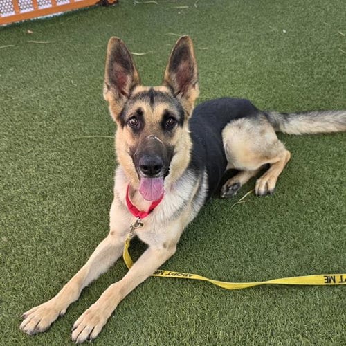Photo of Justice, adoptable German Shepherd Dog in Las Vegas, Nevada