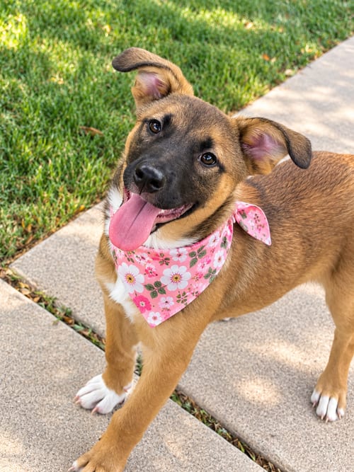 Photo of Banana, adoptable Australian Shepherd in Phoenix, Arizona