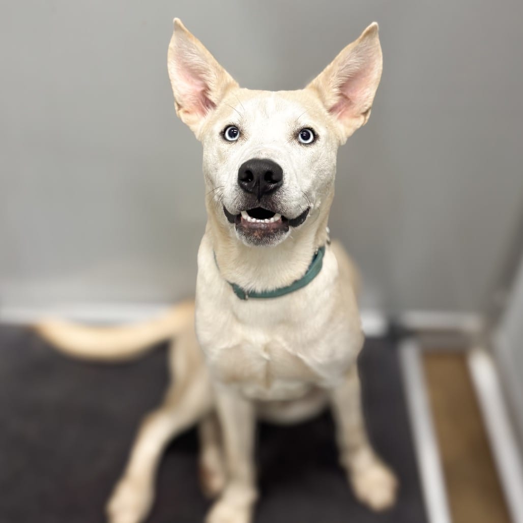 Photo of Dobby, adoptable Husky / Mixed Breed (Medium) in Ohio, Ohio