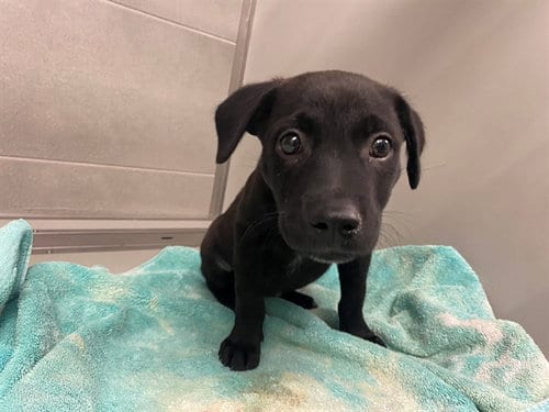 Photo of Seven, adoptable Labrador Retriever in Garland, Texas