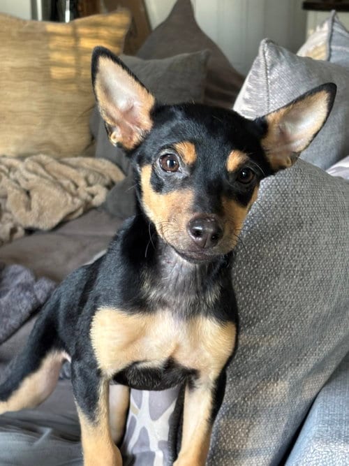 Photo of Chicken Nugget, adoptable Miniature Pinscher in Mooresville, North Carolina