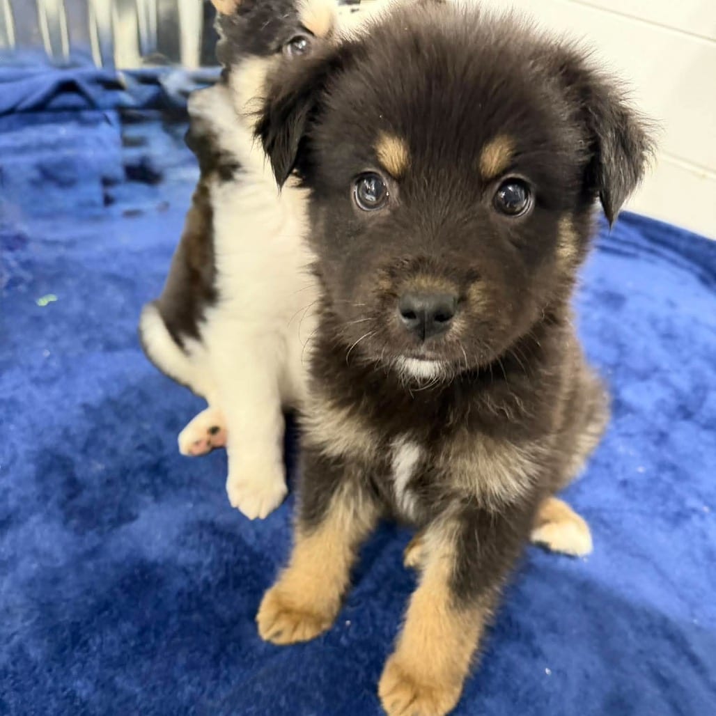 Photo of Crockpot, adoptable Mixed Breed (Medium) in Buffalo, Minnesota