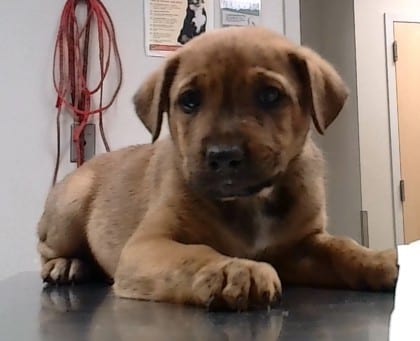 Photo of Drew, adoptable dog in Farmington, New Mexico