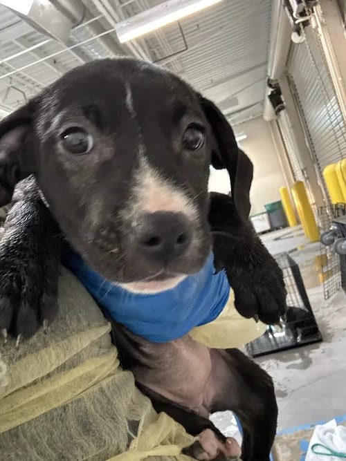 Photo of Birdie, adoptable Pit Bull Terrier in Las Vegas, Nevada
