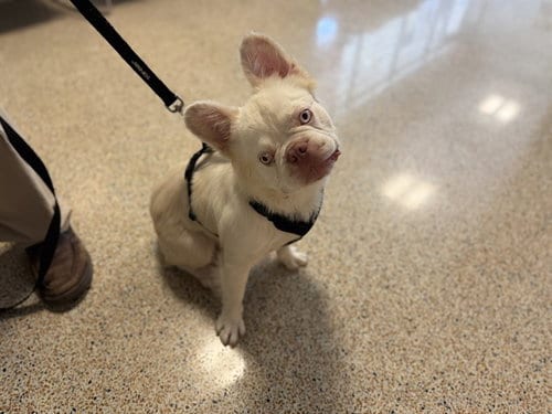 Photo of Bambam, adoptable French Bulldog in Miami, Florida